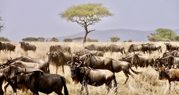 Essential Tips for Planning Your First Serengeti Safari