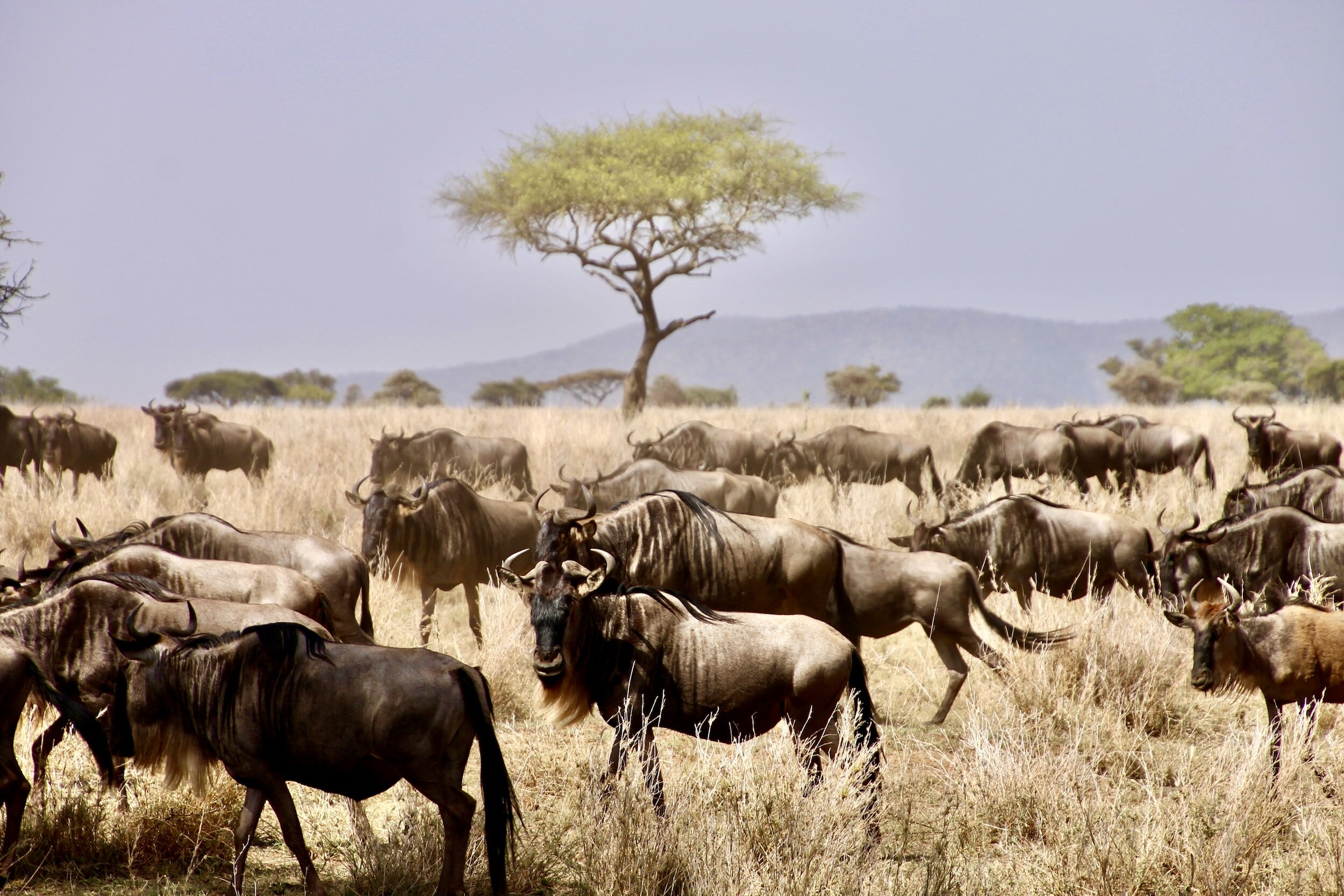 Kenya