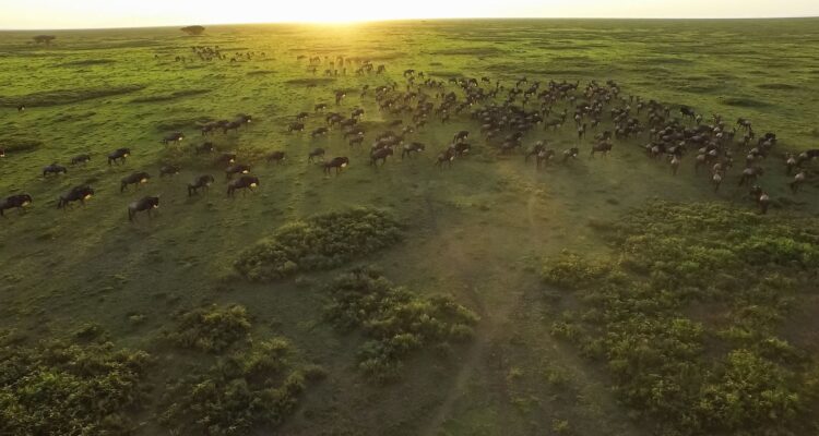 The Great Wildebeest Migration