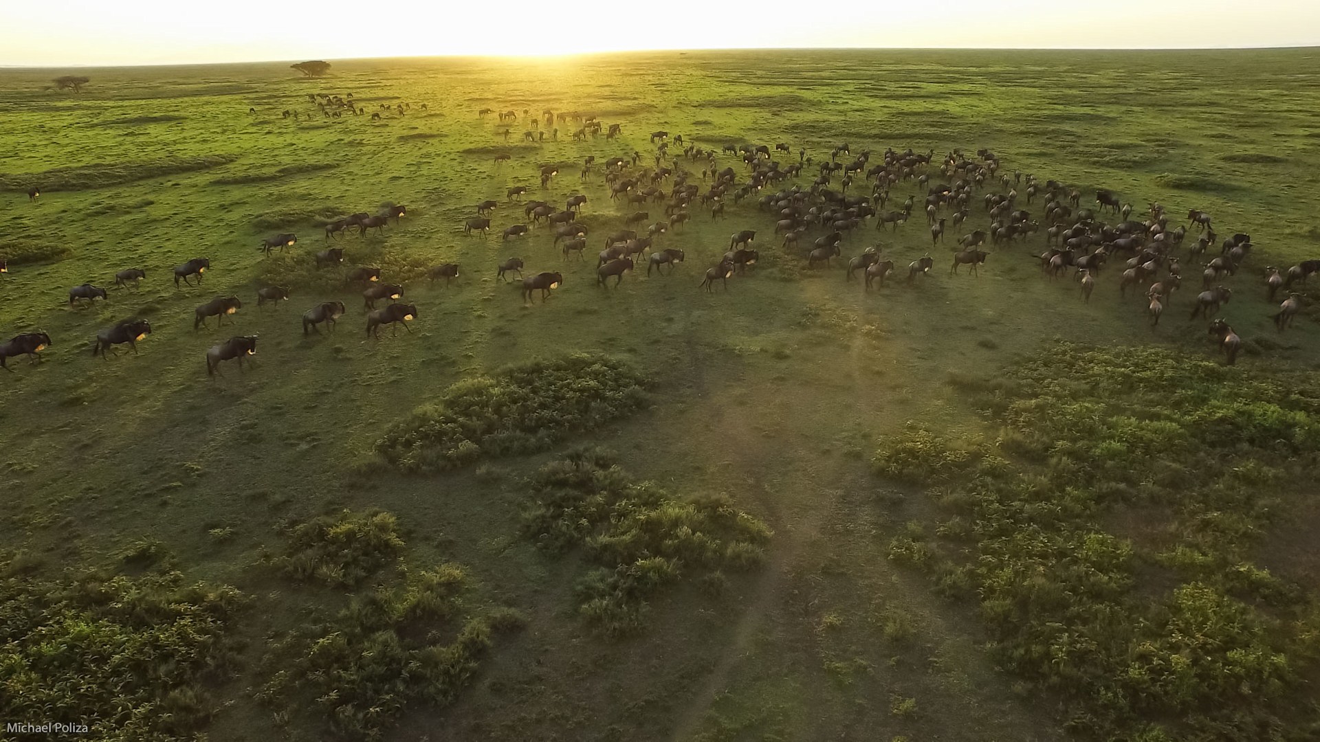 The Great Wildebeest Migration