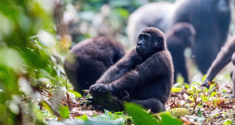 Republic Of Congo