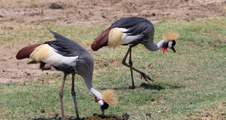 Lake Manyara National Park