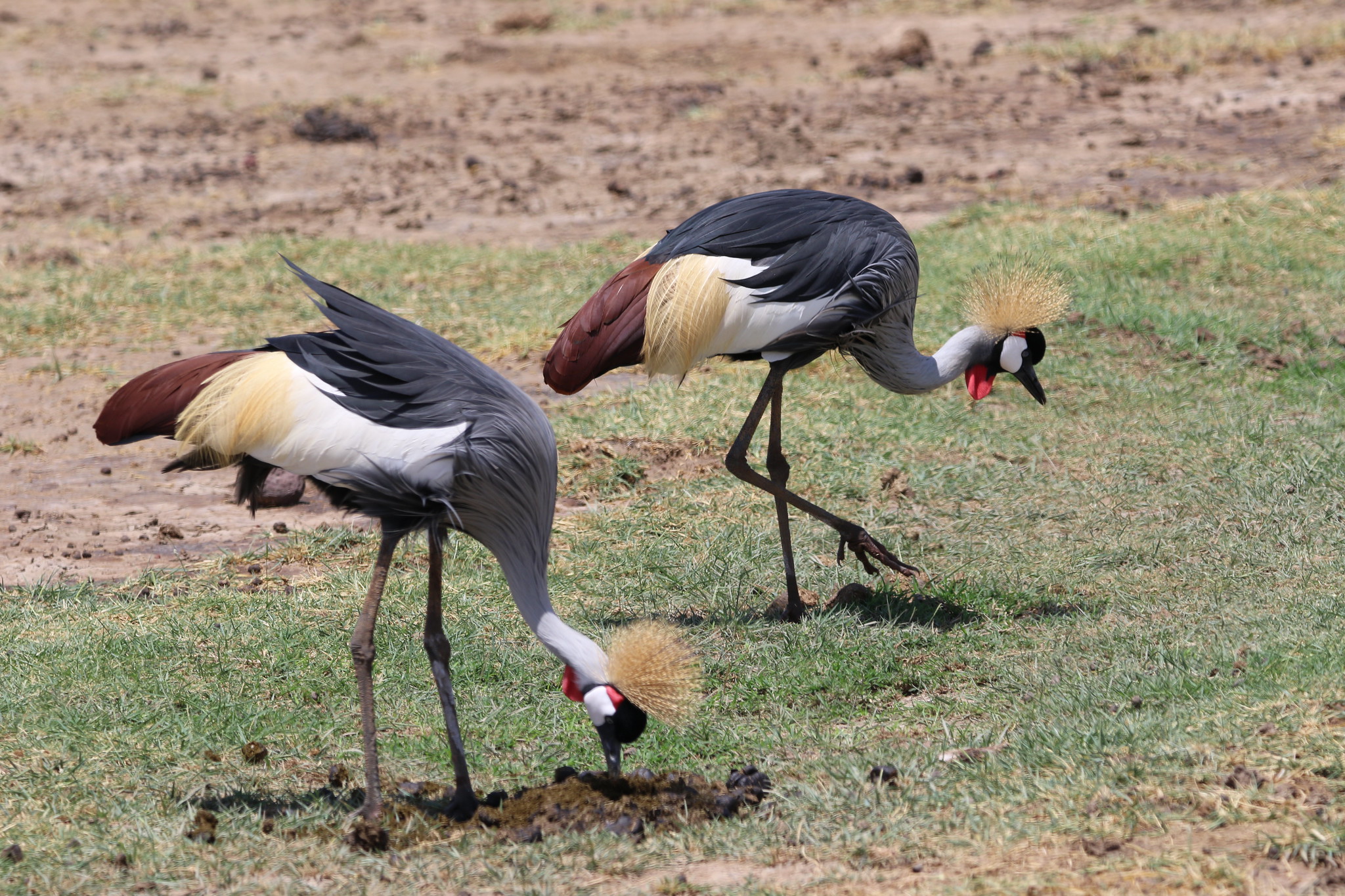 Lake Manyara National Park