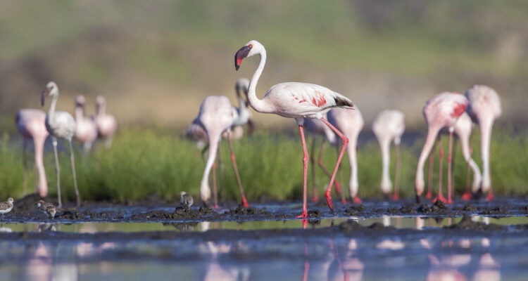Lake Natron