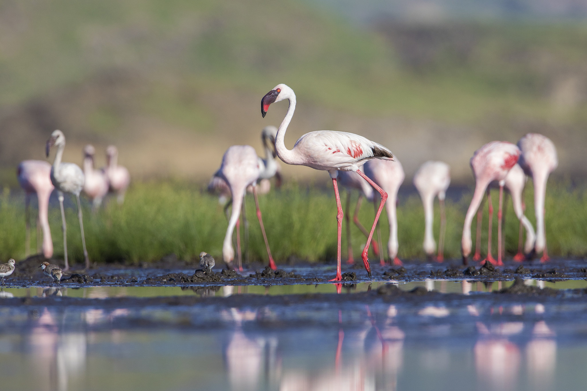 Lake Natron
