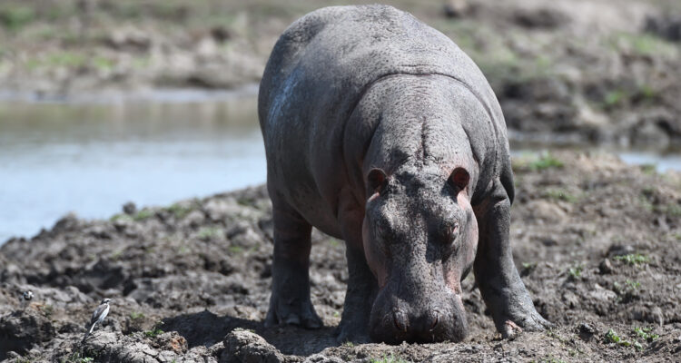 Nyerere National Park