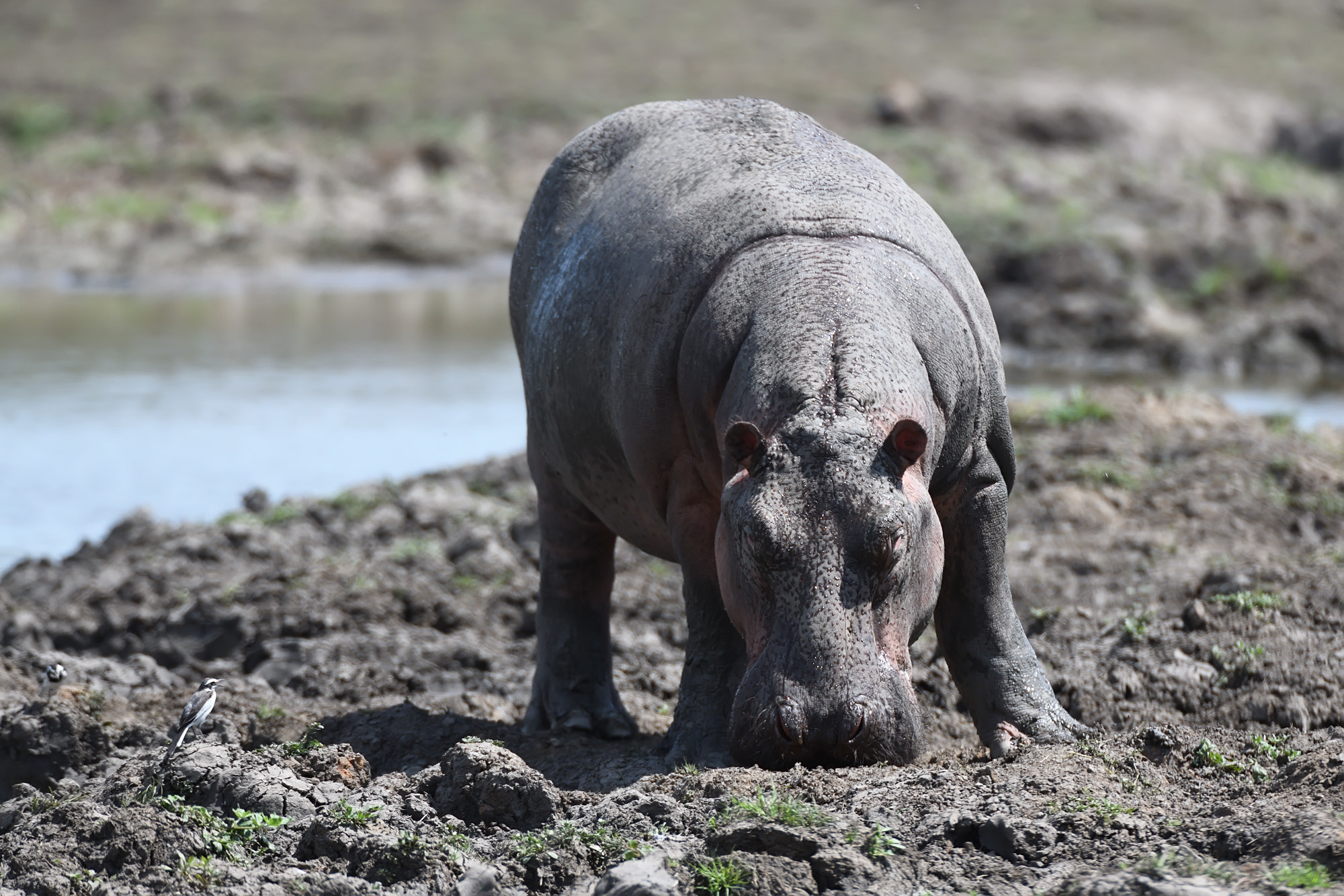 Nyerere National Park