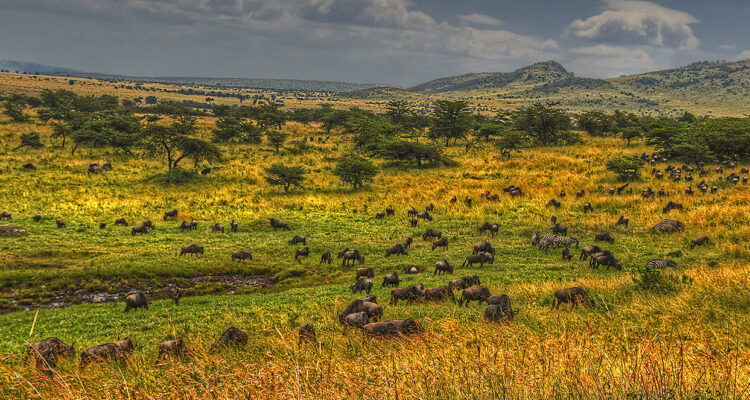 Tanzania’s elephant and Great Migration ( 10 Days )