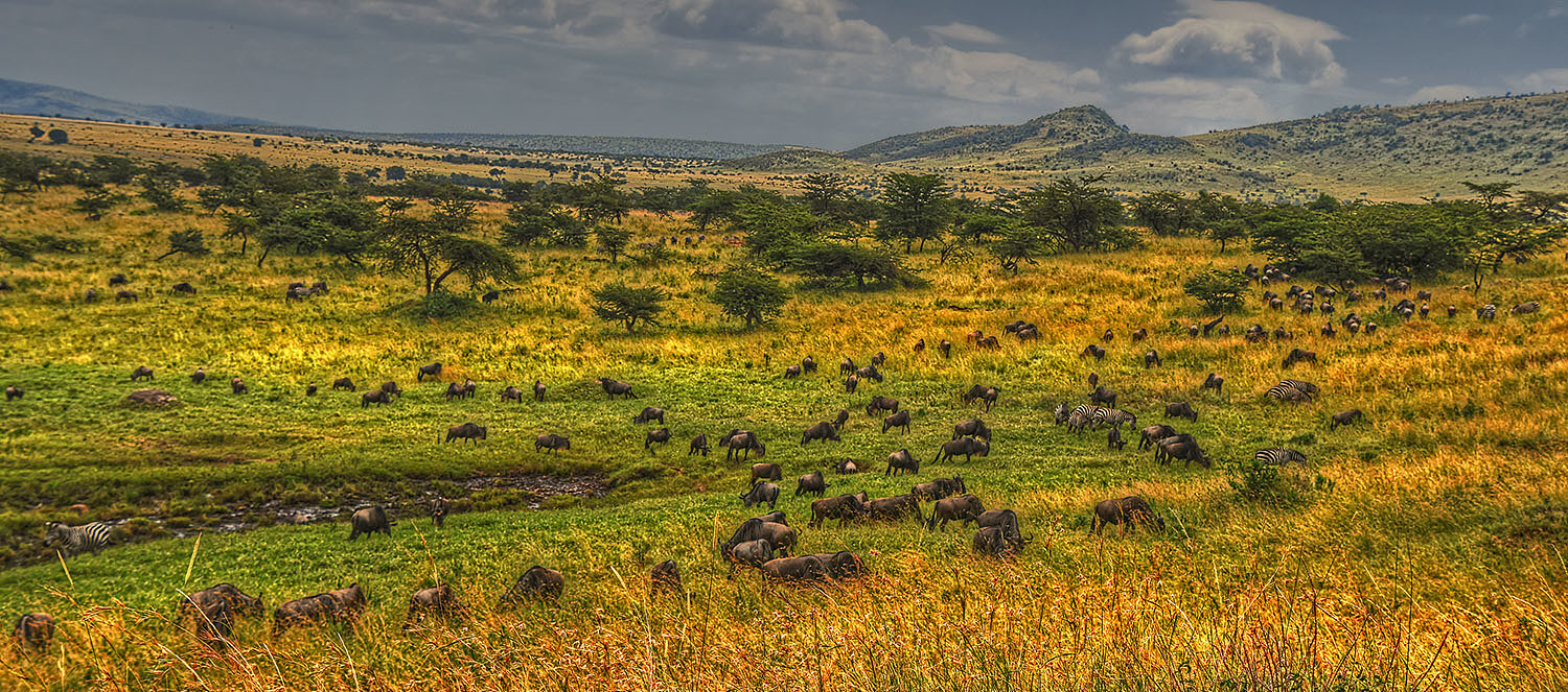 Tanzania’s elephant and Great Migration ( 10 Days )