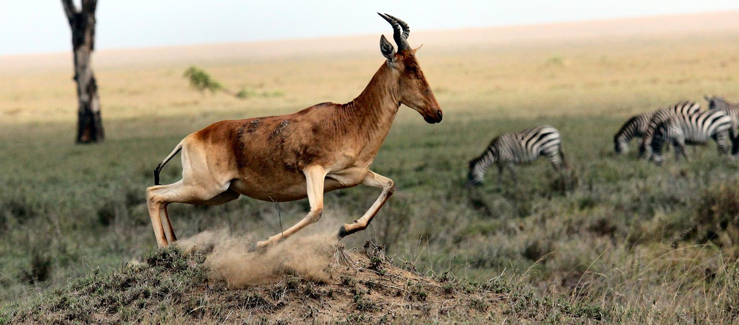 Tanzania’s famous Northern Circuit (10 Days )