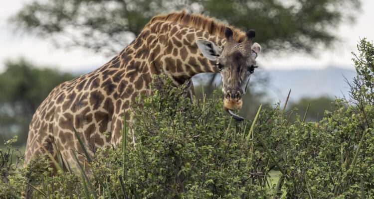 Grumeti Game Reserve