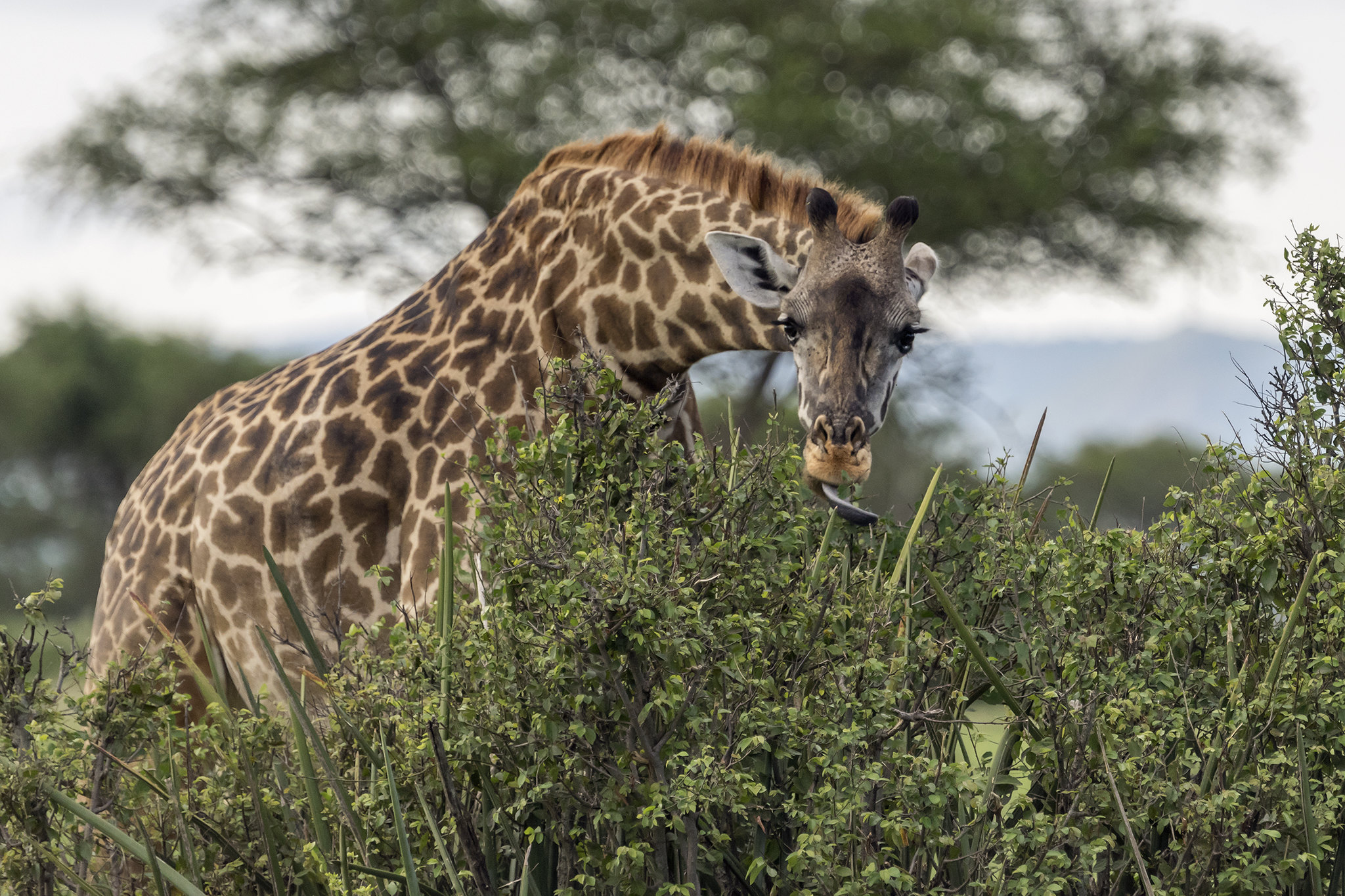Grumeti Game Reserve