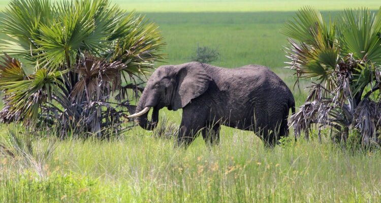 Katavi National Park
