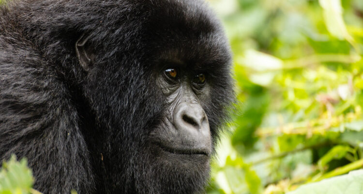 Bwindi Impenetrable National Park