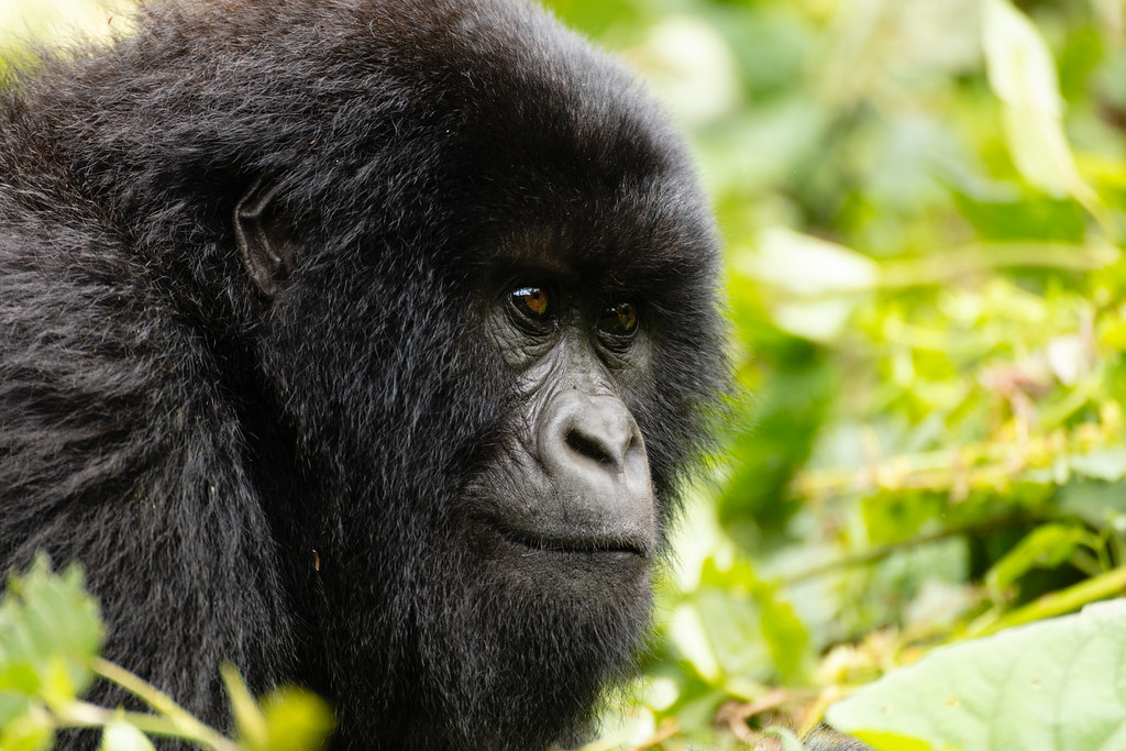 Bwindi Impenetrable National Park