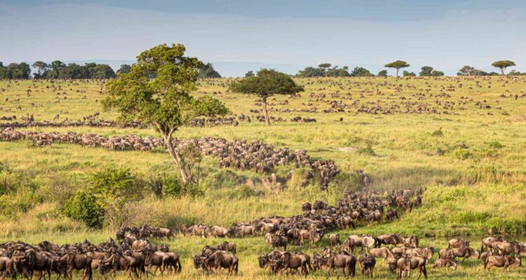 A Guide to the Serengeti Great Migration in January