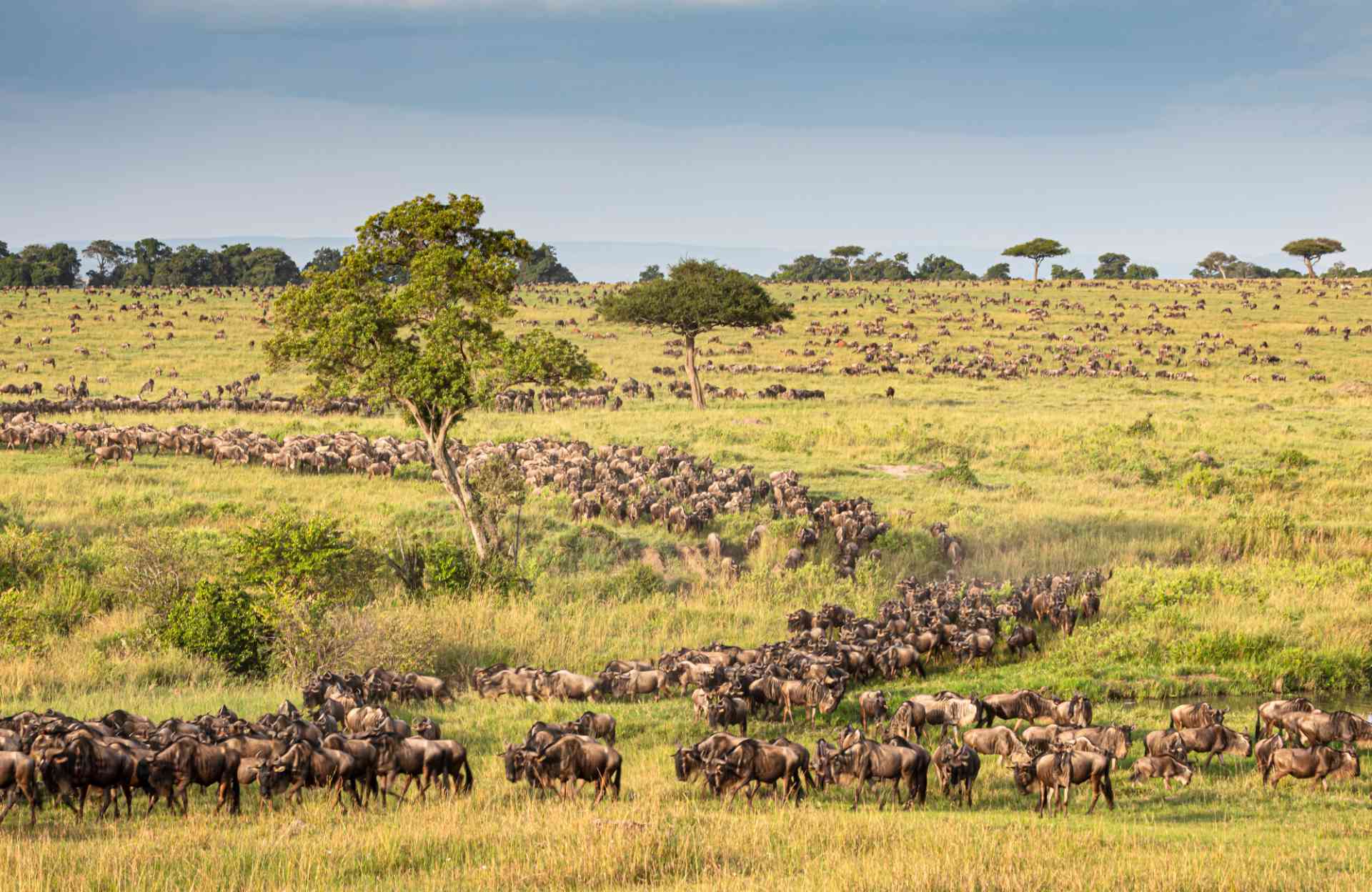 A Guide to the Serengeti Great Migration in January