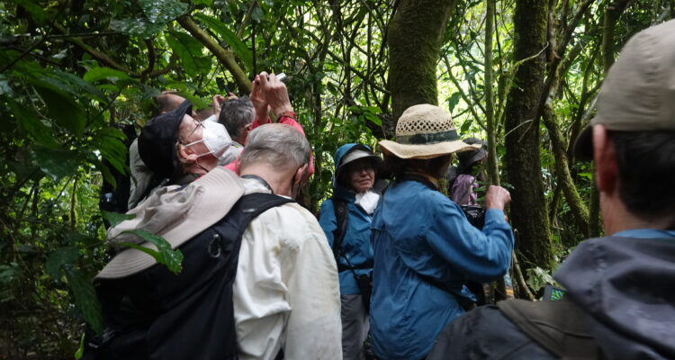 3 Days Chimpanzee Tracking Tour