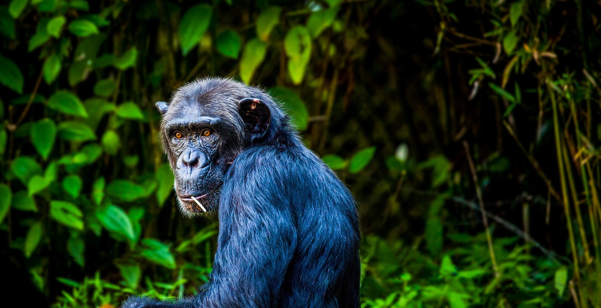 Kibale National Park