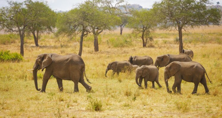 Kidepo Valley National Park