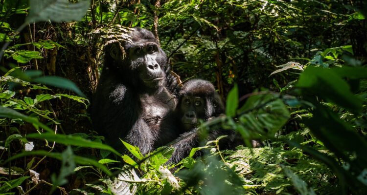 Luxury Primate Safaris: Gorillas, Chimps and Forest Journeys