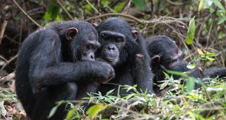 Mahale Mountains Chimpanzee Trekking