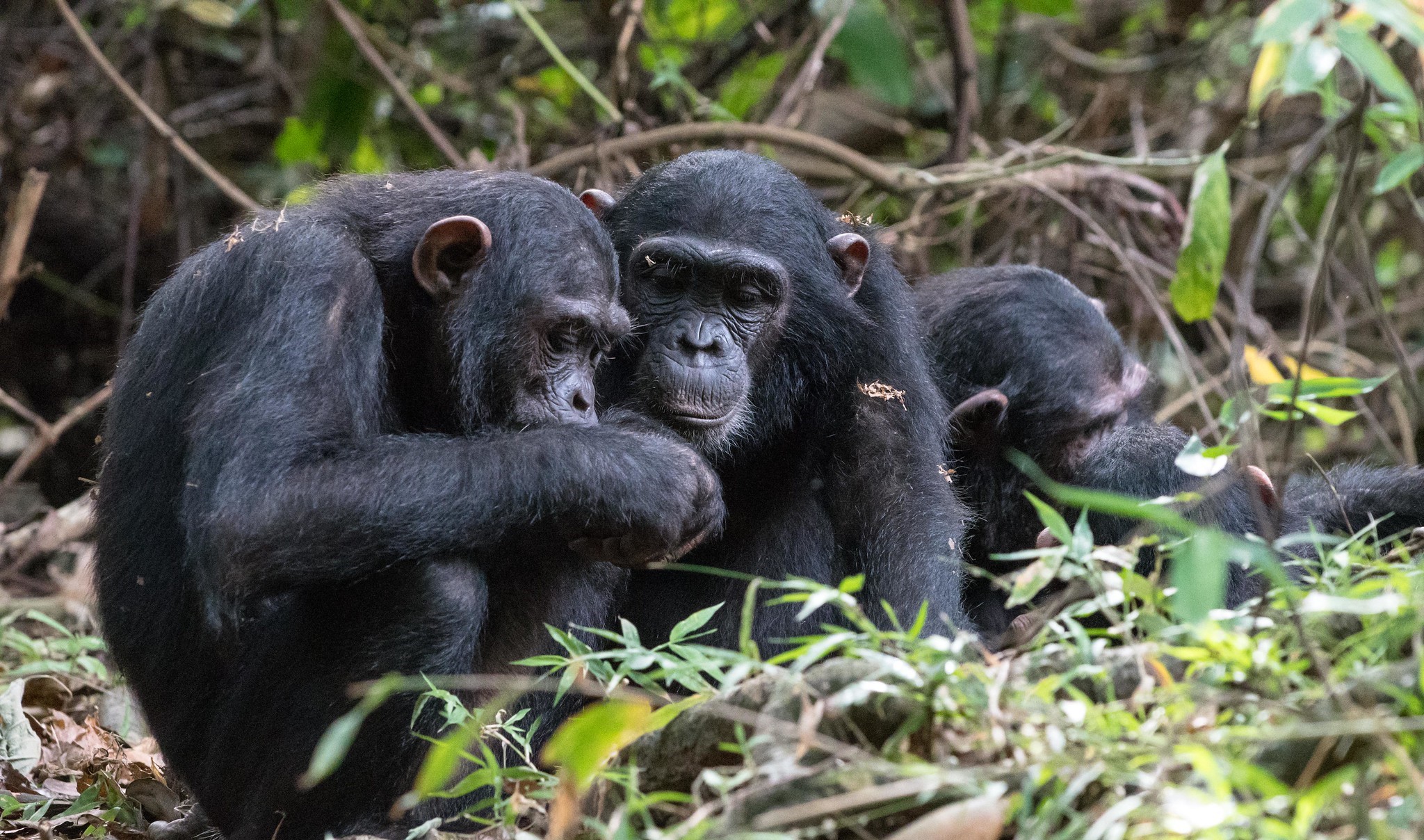 Mahale Mountains Chimpanzee Trekking