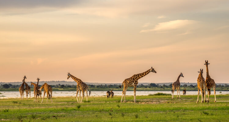 Murchison Falls National Park