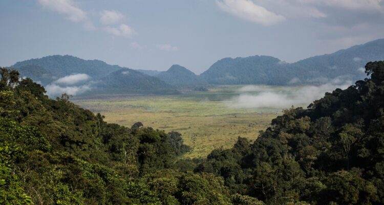 Nyungwe Forest National Park