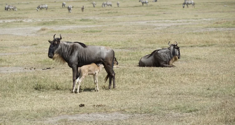 Serengeti Migration – Where to Stay in January