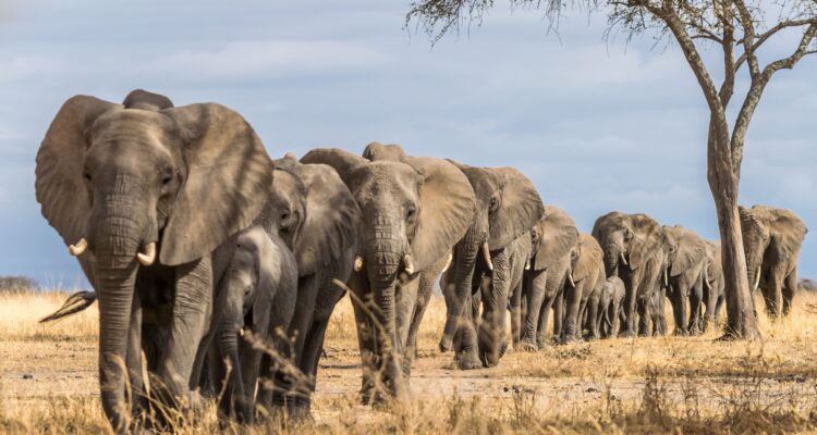 Tarangire National Park