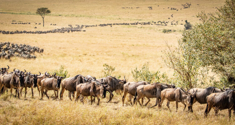 The Serengeti & Great Migration