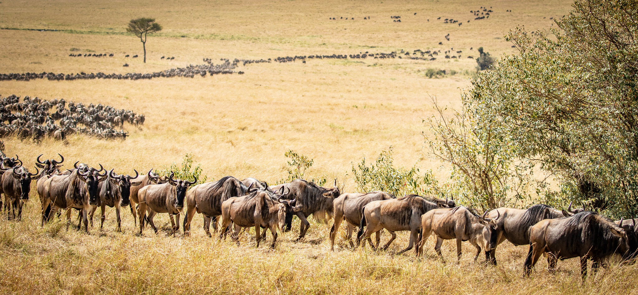 The Serengeti & Great Migration
