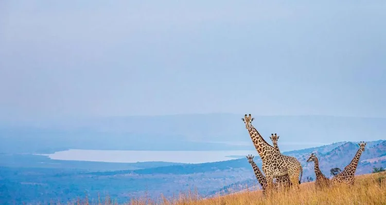 Akagera National Park