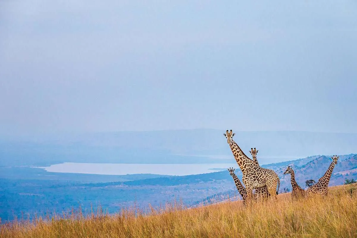 Akagera National Park