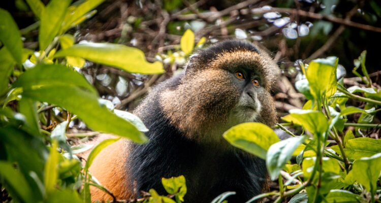 Mgahinga Gorilla National Park