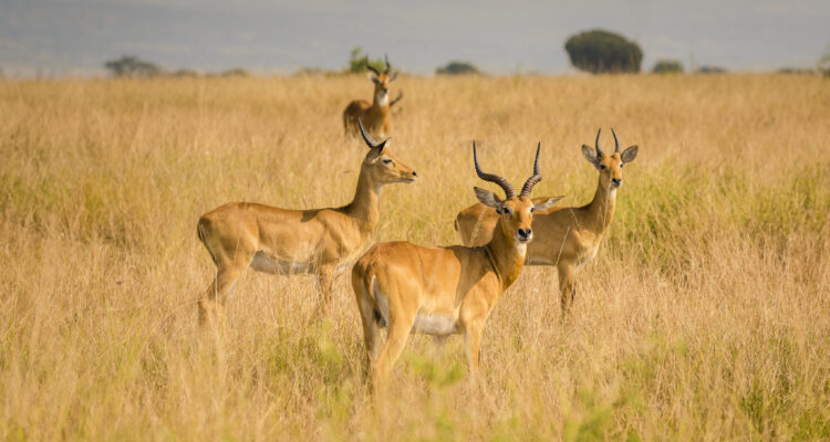 Queen Elizabeth National Park