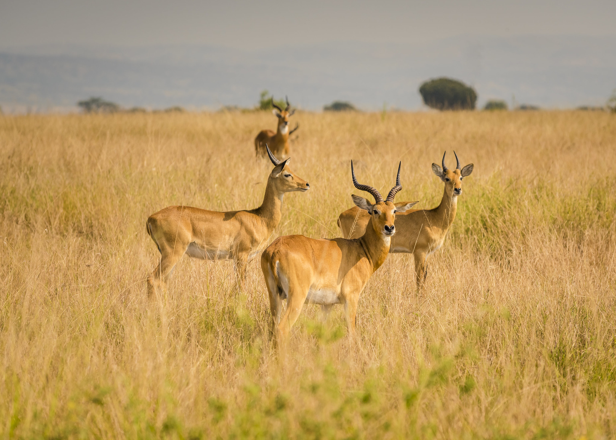 Queen Elizabeth National Park