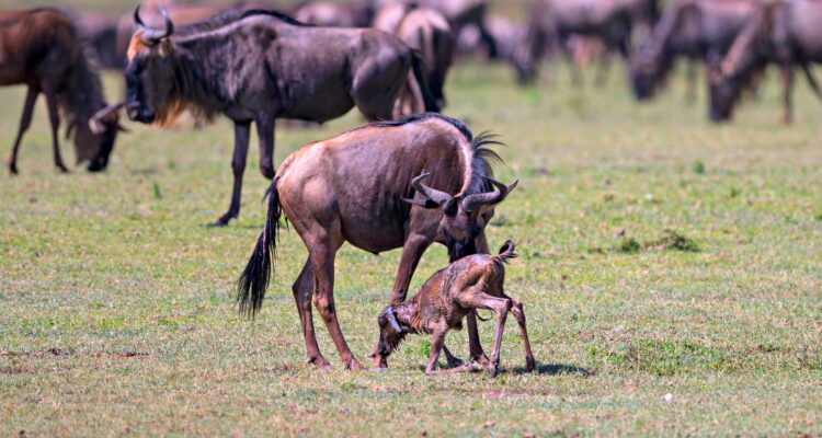 The Serengeti Great Migration Part 1 – Calving Season