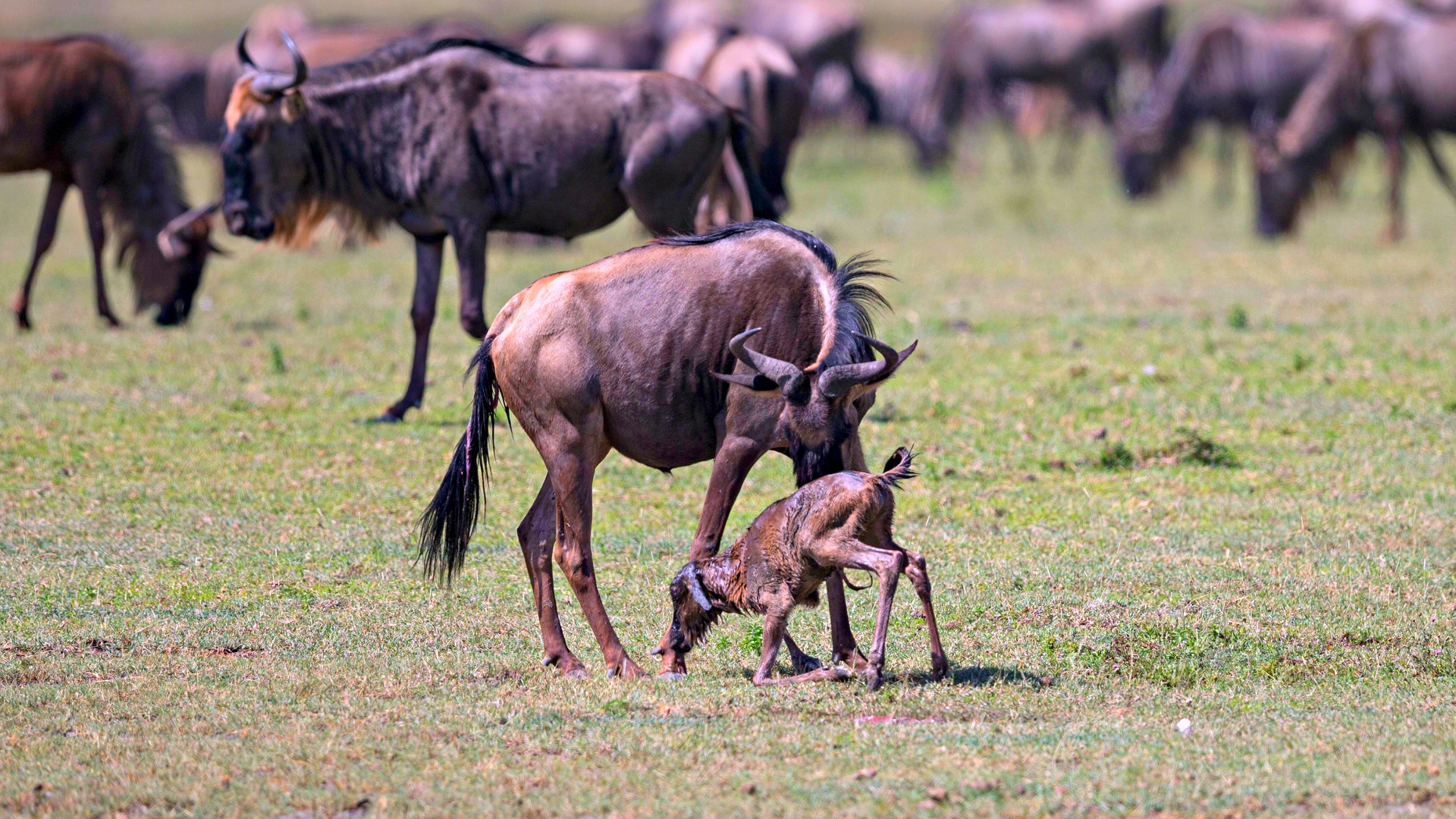The Serengeti Great Migration Part 1 – Calving Season