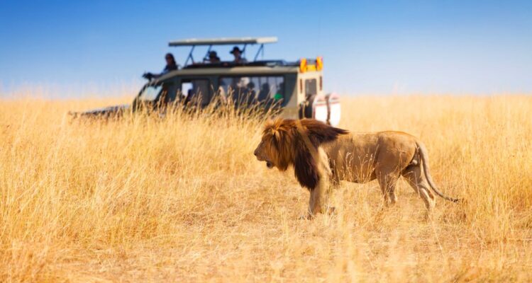 When to Go on Safari in Africa: A Month-by-Month Guide