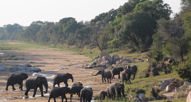 Kruger National Park Safaris
