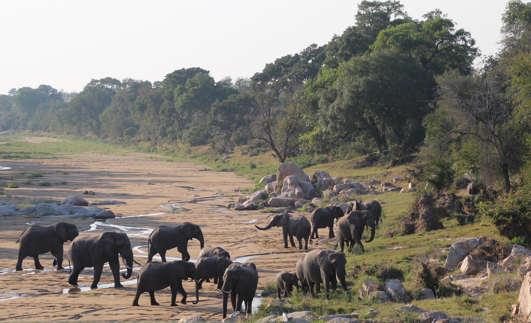 Kruger National Park Safaris