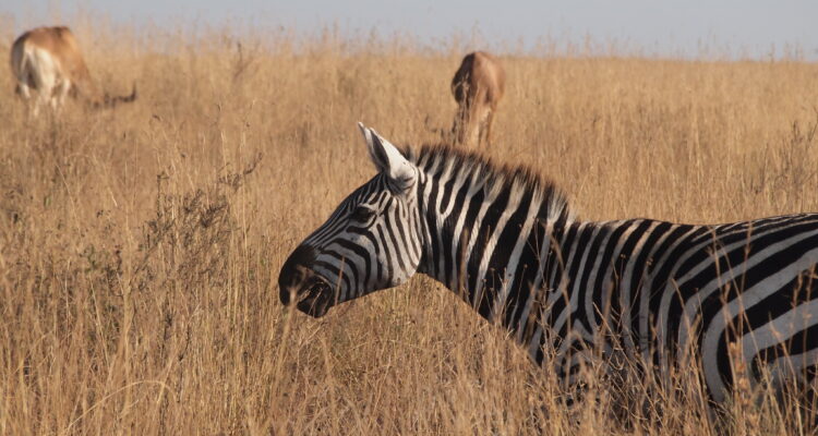 Maasai Mara National Reserve