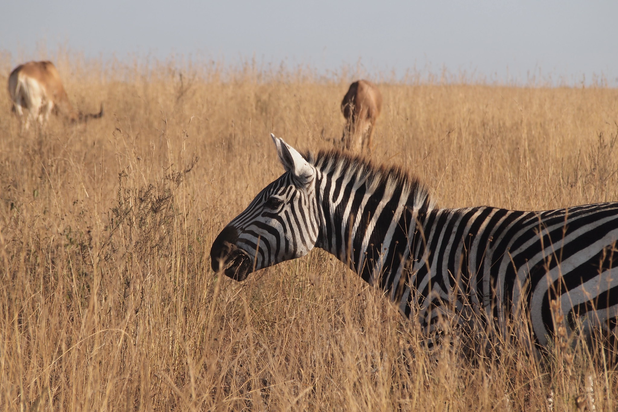 Maasai Mara National Reserve