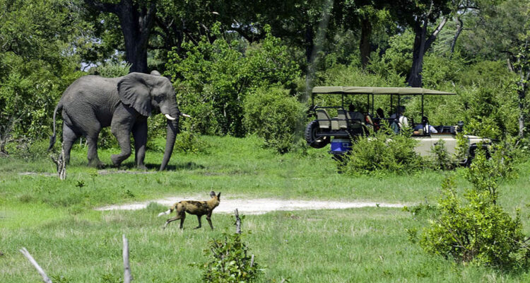 Top Places to See Elephants in Africa