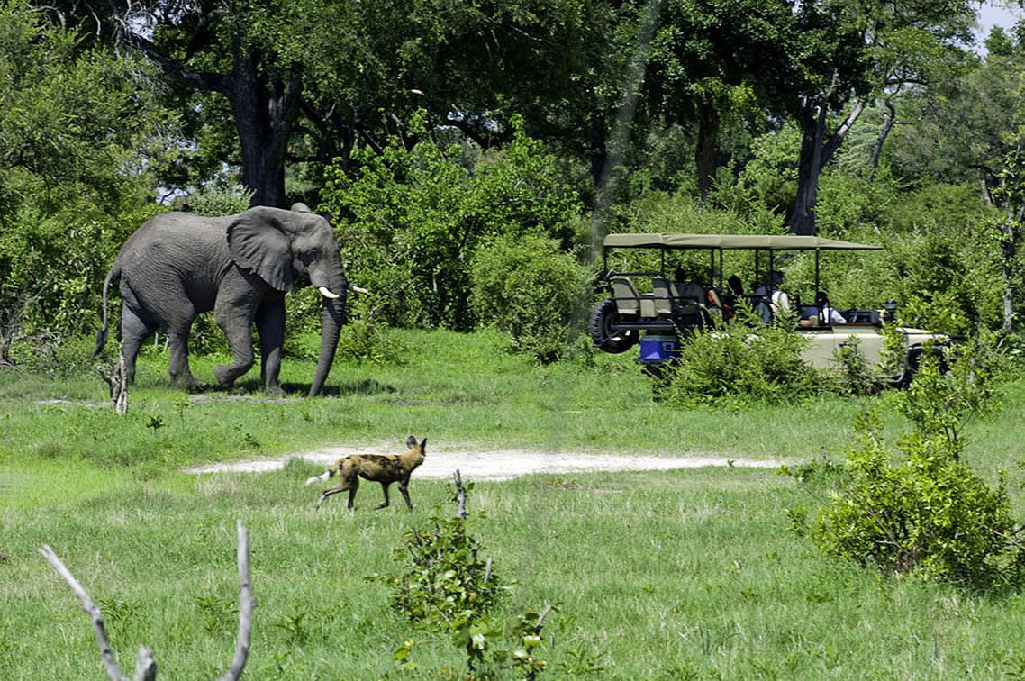 Top Places to See Elephants in Africa