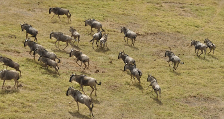 The Complete Month-by-Month Guide to the Great Migration